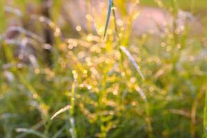 gras met water druppels in de ochtend- zonlicht foto