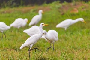 zwerm zilverreigers foto