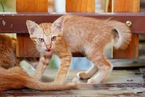 boos en woest katje sist met een Open mond, shows tanden. agressief en benadrukt huisdier. baby kat hoektanden foto