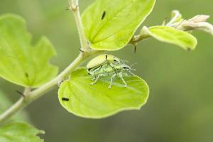 groen snuitkever of snuit dat ras Aan jujube bomen. groen snuitkever of snuit snuitkever blad eten insect ongedierte, uitbraken en methoden van eliminatie. insecten aan het eten de bladeren. scarabee foto