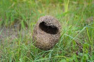 vogel nest Aan groen gras achtergrond. vogel nest vallend Aan de grond. ploceus philippinus foto