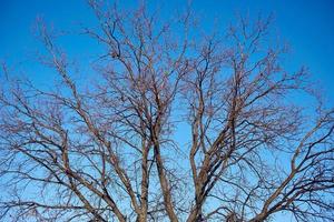 takken van een boom zonder bladeren in vroeg voorjaar tegen een helder blauw lucht en de kwikstaart Aan Afdeling. foto
