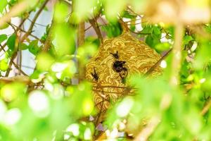 reusachtig wesp nest foto