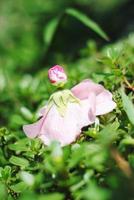 bloemenpop gemaakt van kaasjeskruid foto