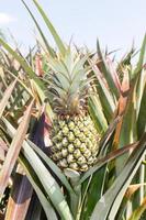 ananas plantageclose omhoog foto