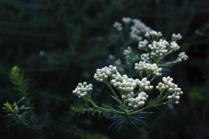 witte bloemknoppen foto