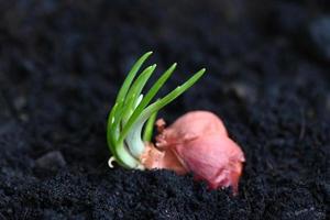 sjalot toenemen Aan bodem grond in pot, planten toenemen biologisch tuin, uien zijn klaar naar toenemen geplant sjalot Aan grond foto