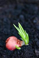 sjalot toenemen Aan bodem grond in pot, planten toenemen biologisch tuin, uien zijn klaar naar toenemen geplant sjalot Aan grond foto