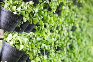 groen planten in potten lijn de muren van de park achtergrond en muur papier foto