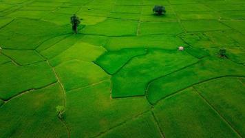 rijst- velden Aan terrasvormig in regenachtig seizoen foto