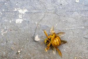 hommel, vliegend insect Aan de grond op zoek voor voedsel of water, geel insect met Vleugels foto