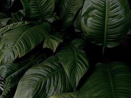 detailopname natuur visie van groen blad achtergrond. vlak leggen, donker natuur concept, tropisch blad foto