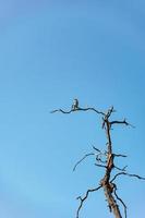 bruin vogel Aan dood boom foto