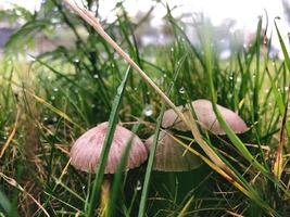 bruine champignons foto