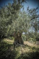 een oud olijf- boom Aan Kefalonia in Griekenland foto