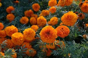 oranje goudsbloemen in de zomer foto