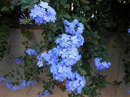 grafiet auriculata of blauw jasmijn bloemen foto