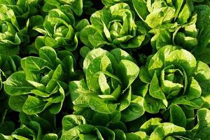 verse groene salades foto