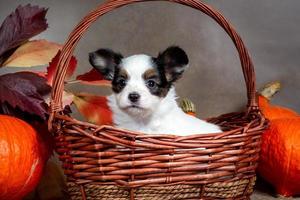 schattig papillon puppy in een rieten mand met oranje pompoenen en herfst bladeren foto