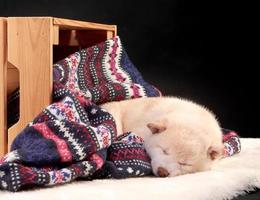 weinig schattig wit puppy shiba inu slaapt Aan een gekleurde gebreid trui foto