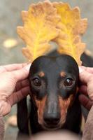 menselijk handen houden herfst bladeren in de buurt de oren van een teckel hond foto