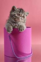 bruin exotisch kort haar Perzisch katje zittend in een roze doos Aan een roze achtergrond foto