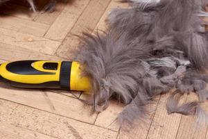 kapsel van een pluizig grijs Perzisch kat Bij huis foto