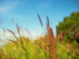 dichtbij omhoog van gras bloemen Aan een lucht achtergrond.zacht focus afbeeldingen. selectief focus foto