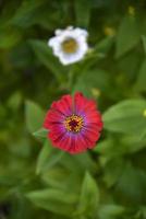 blauw rood en geel bloemen in een groen tuin in zomer mooi tsini bloemen met bokeh. foto