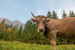 koe begrazing in de berg foto