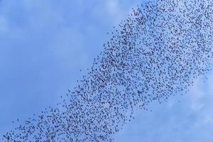 vleermuizen vliegen in een blauwe lucht foto