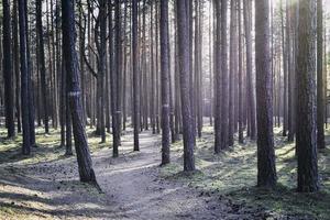 hoge zonnige bomen foto