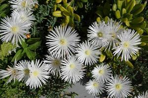 witte asters in het park foto