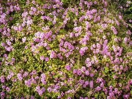 klein groenblijvend lantana montevidensis fabriek verspreiden grond Hoes met mauve bloemen foto