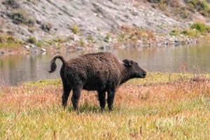 een kudde van bizon beweegt snel langs de vuurgat rivier- in yellowstone nationaal park in de buurt halverwege geiser bassin. Amerikaans bizon of buffel in yellowstone nationaal park Verenigde Staten van Amerika wayoming foto