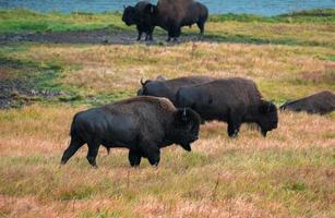 een kudde van bizon beweegt snel langs de vuurgat rivier- in yellowstone nationaal park in de buurt halverwege geiser bassin. Amerikaans bizon of buffel in yellowstone nationaal park Verenigde Staten van Amerika wayoming foto