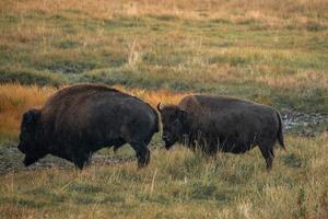 een kudde van bizon beweegt snel langs de vuurgat rivier- in yellowstone nationaal park in de buurt halverwege geiser bassin. Amerikaans bizon of buffel in yellowstone nationaal park Verenigde Staten van Amerika wayoming foto