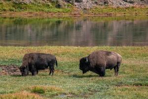 een kudde van bizon beweegt snel langs de vuurgat rivier- in yellowstone nationaal park in de buurt halverwege geiser bassin. Amerikaans bizon of buffel in yellowstone nationaal park Verenigde Staten van Amerika wayoming foto