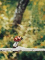 lieveheersbeestje op een boom foto