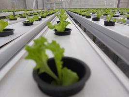 selectief focus van hydrocultuur sla fabriek in de tuin. de wetenschappelijk naam is lactuca sativa. foto