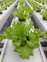 selectief focus van hydrocultuur sla fabriek met wazig achtergrond. de wetenschappelijk naam is lactuca sativa. focus Aan een weinig planten in voorkant. foto