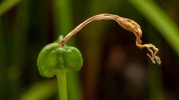 peul van regen lelie Aan boom foto