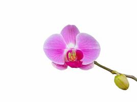 orchidee bloemen bloeien in vallen Aan een wit achtergrond.a bloem dat bloei hartelijk in een verkoudheid omgeving. hygge foto