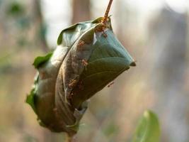 blad gewikkeld als een nest van rode mieren foto