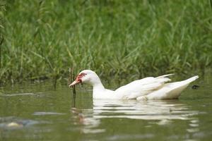 wit Barbarijse eend in natuurlijk moerassen, Open of biologisch eend landbouw ideeën, groep van eenden in de platteland foto