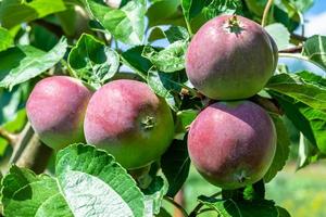 fotografie op thema mooie fruittak appelboom foto