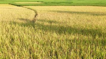 mooi rijst- velden geel en groen in Thailand foto