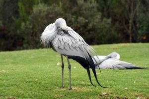 Zuid-Afrikaanse blauwe kraan foto