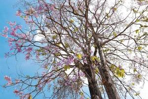 laag hoek visie, Purper bloem boom Aan helder blauw lucht. foto