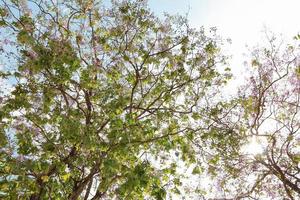 laag hoek visie, Purper bloem boom Aan helder blauw lucht. foto